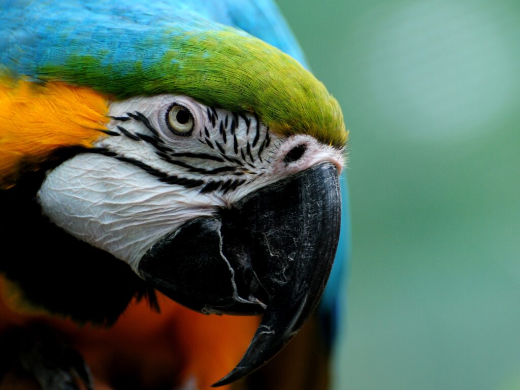 Vivid Close-Up of Colorful Parrot Feathers - Nature's Beauty Wallpaper