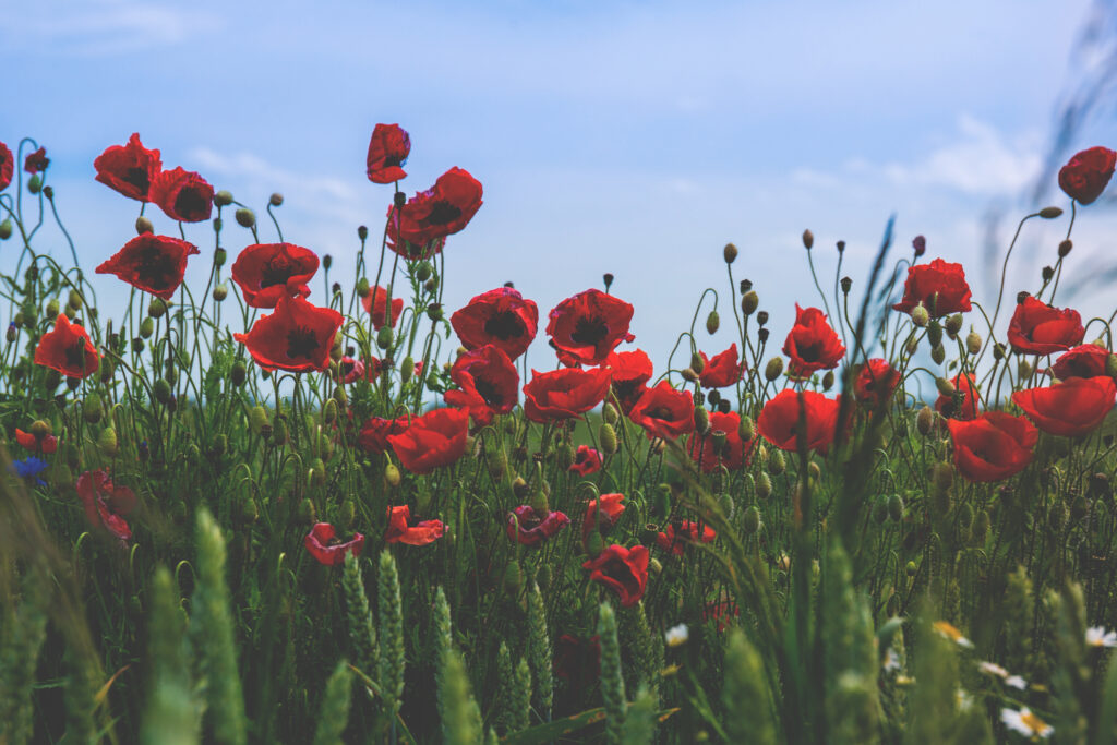 Vibrant 3000x2000 Red Poppy Field Wallpaper Under Clear Blue Sky