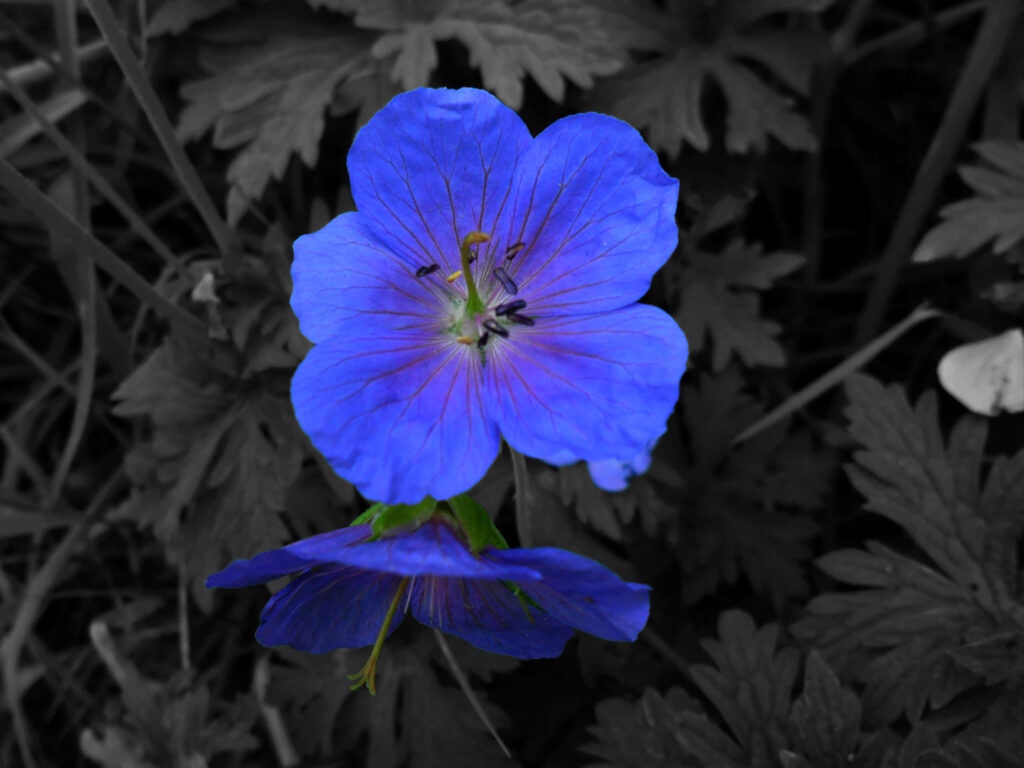 Vibrant 3D Blue Flower Wallpaper on Monochrome Leaf Background