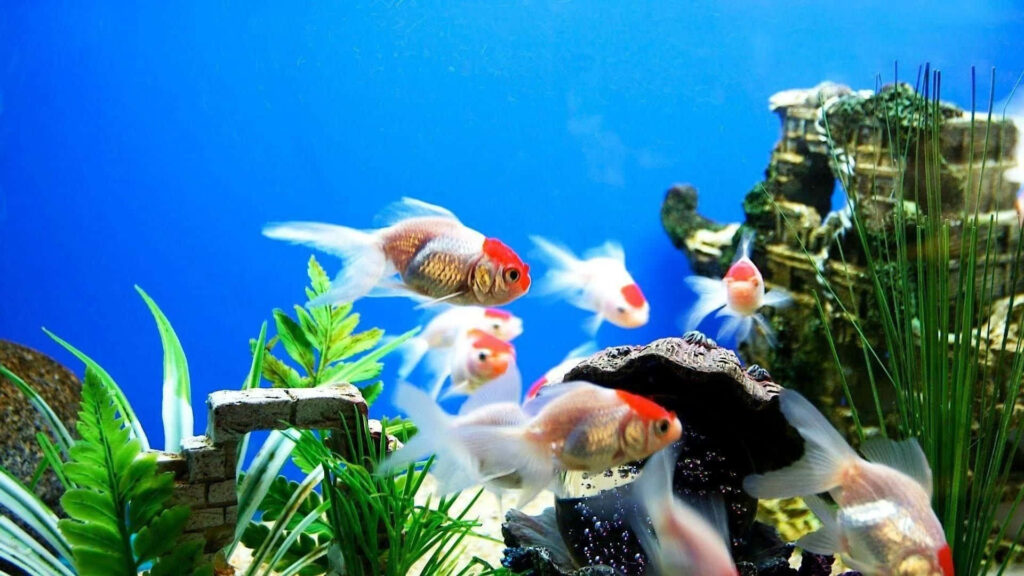 Serene 3D Fish Tank Wallpaper: Vibrant Aquatic Scene for Your Home