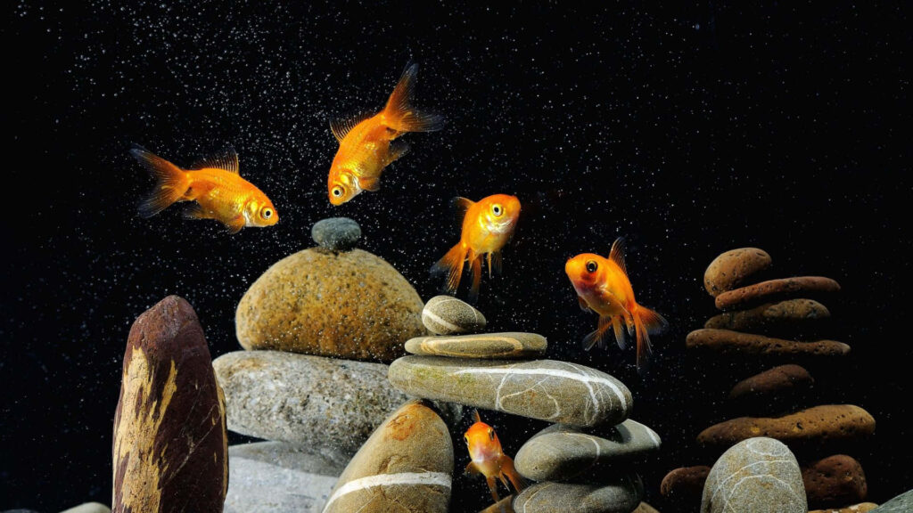 Vibrant 3D Fish Tank Scene with Orange Fish & Colorful Stones Wallpaper