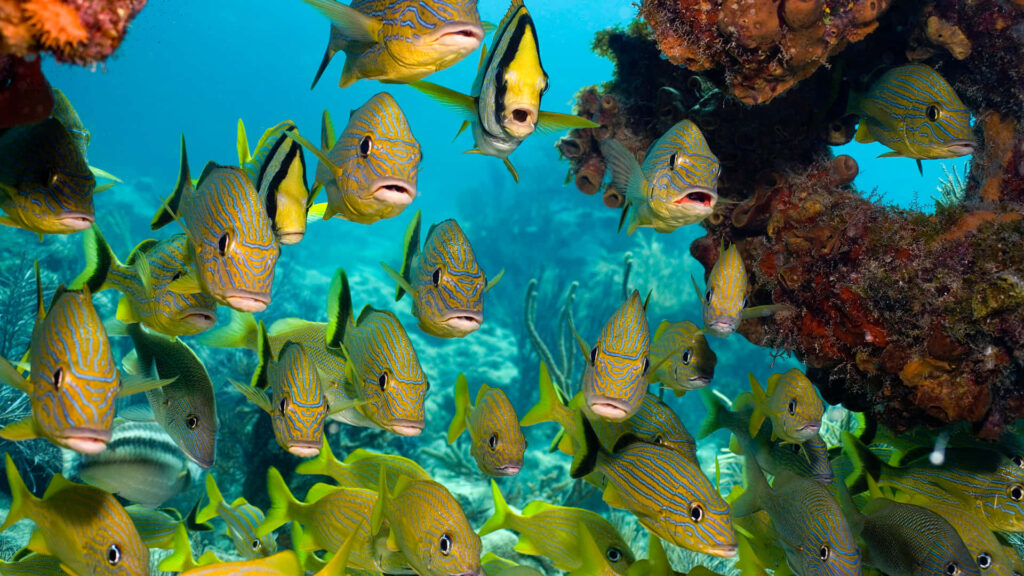 Vibrant 3D Underwater Wallpaper with Colorful Marine Life