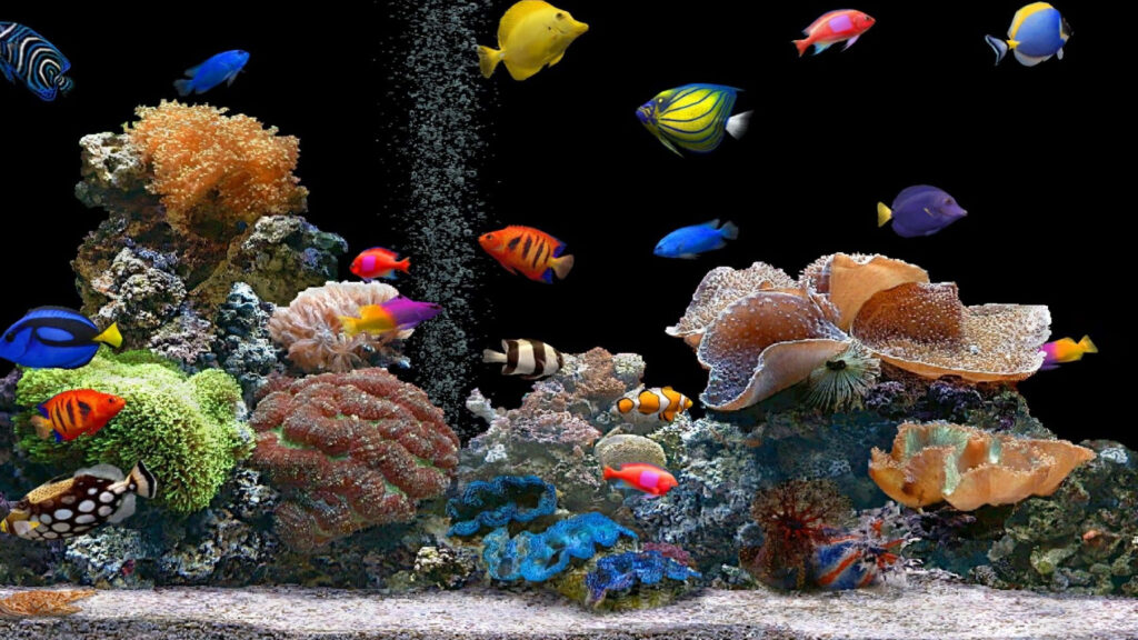Vibrant 4K Aquarium Wallpaper with Colorful Fish and Coral Reefs