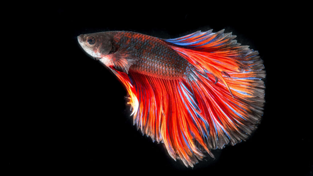Vibrant 4K Betta Fish Wallpaper: Colorful Elegance on Black Background