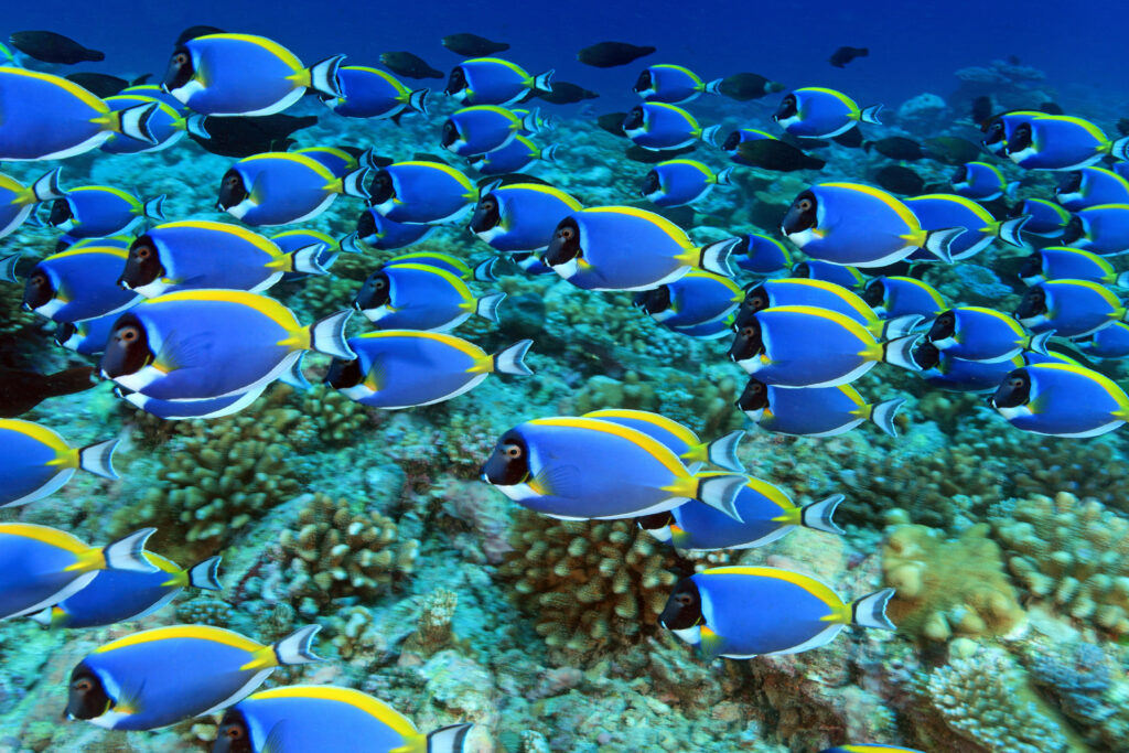 Stunning 4K Blue Tang Fish Wallpaper Over Colorful Coral Reef