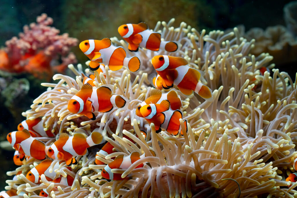 Vibrant 4K Clownfish Wallpaper: Colorful Underwater Scene Background