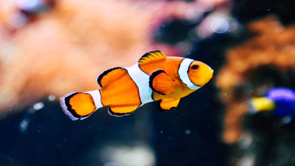 Vibrant Clownfish 4K Wallpaper - Striking Aquatic Background