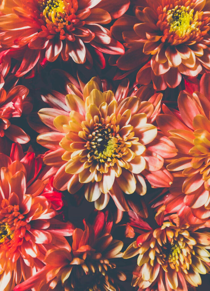Stunning 4K Orange Chrysanthemum Wallpaper for iPhone 11 Pro