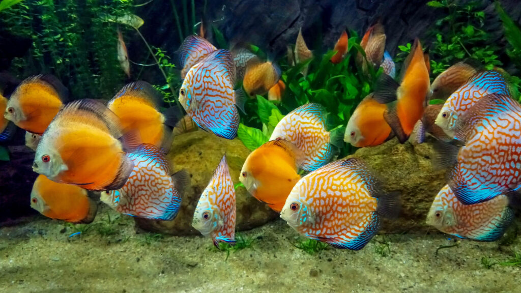 Vibrant 4K Aquarium Wallpaper: Colorful Discus Fish & Aquatic Plants