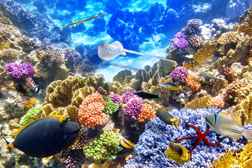 Vibrant 4K Underwater Coral Reef Wallpaper with Tropical Fish