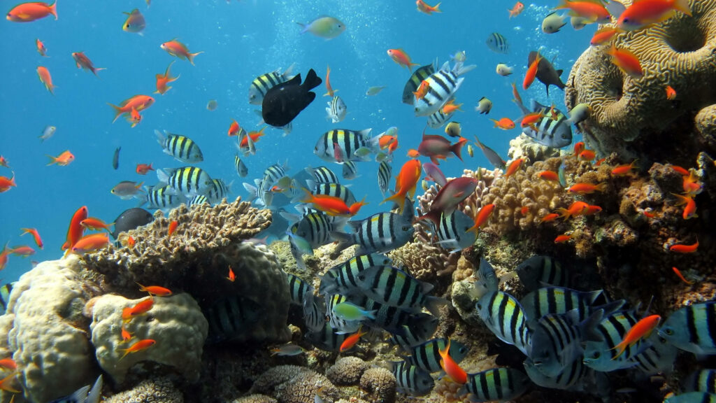 Vibrant 4K Underwater Scene with Colorful Tropical Fish & Coral Wallpaper