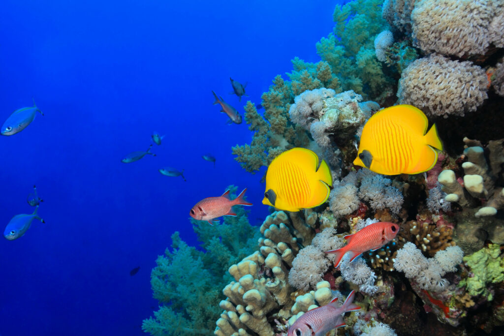 Vibrant 4K Underwater Wallpaper: Colorful Fish & Coral Reef Scene