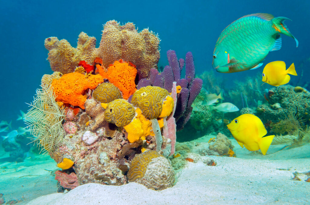 Vibrant 4K Underwater Wallpaper: Colorful Fish & Coral Reef Beauty