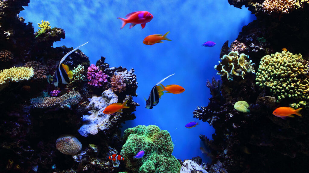 Vibrant 4K Underwater Wallpaper: Lively Coral Reef & Colorful Fish