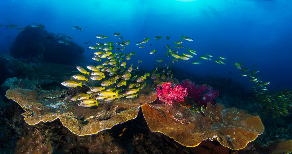 Vibrant 4K Underwater Wallpaper: Coral and Fish in Crystal Blue Ocean