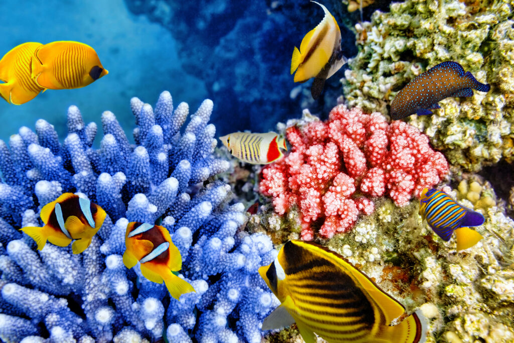 Vibrant 4K Underwater Wallpaper: Colorful Fish & Coral Serenity
