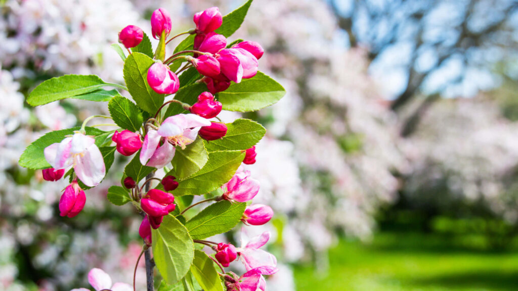 Vibrant 4K Crabapple Blossom Wallpaper - Springtime Beauty