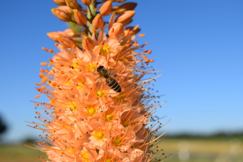Stunning Bee Pollinating Eremurus - 6000x4000 Nature Wallpaper