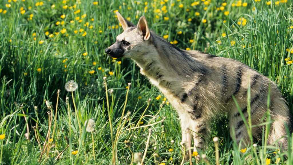 Aardwolf in Spring Meadow: Nature's Vibrant Beauty Wallpaper