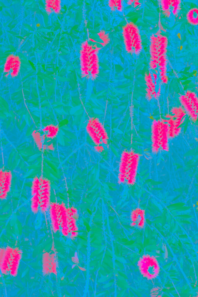 Vibrant Abstract Plant Wallpaper in Blue & Pink - High Resolution