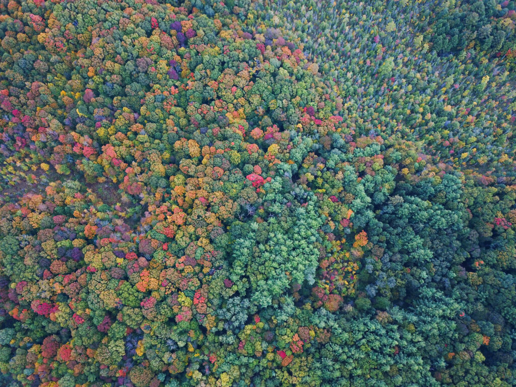 Aerial view of vibrant colorful forest treetops in green orange yellow and red autumn foliage Wallpaper