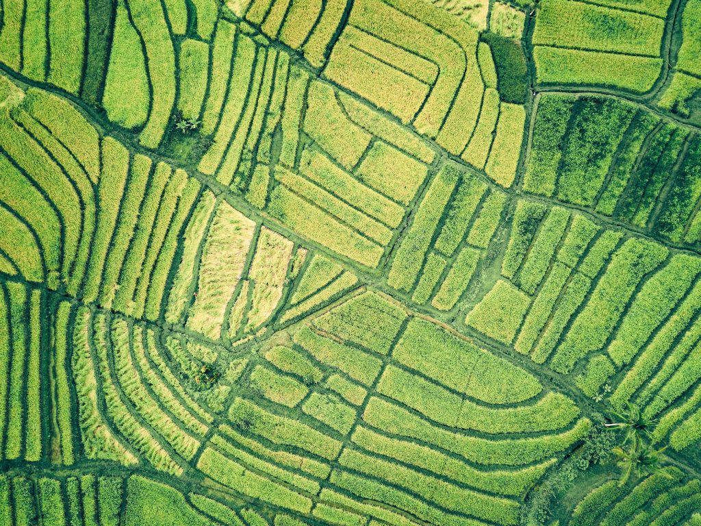 Aerial view of vibrant green and golden rice terrace fields in peaceful natural landscape wallpaper