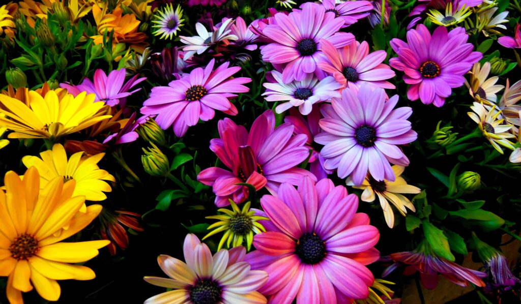 Vibrant African Daisies Wallpaper: Colorful Floral Background Art