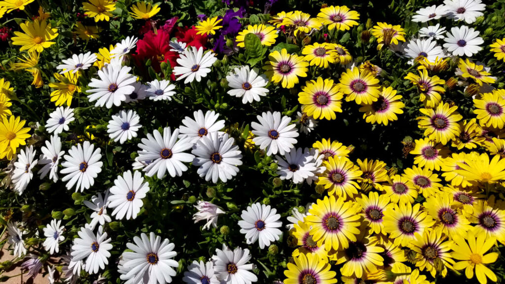 Vibrant African Daisy Wallpaper: Cheerful Floral Background