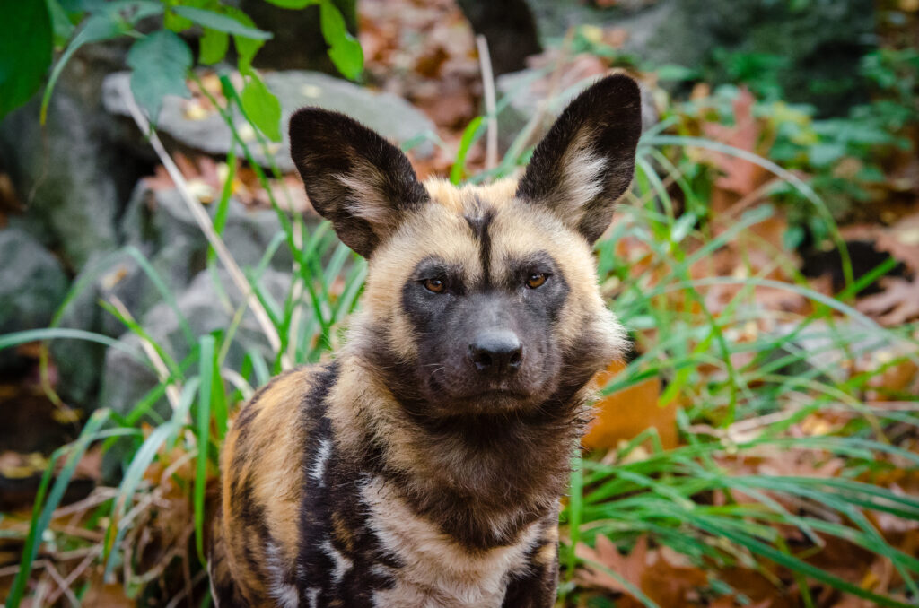 Vibrant African Wild Dog Wallpaper: Natural Setting & Unique Markings