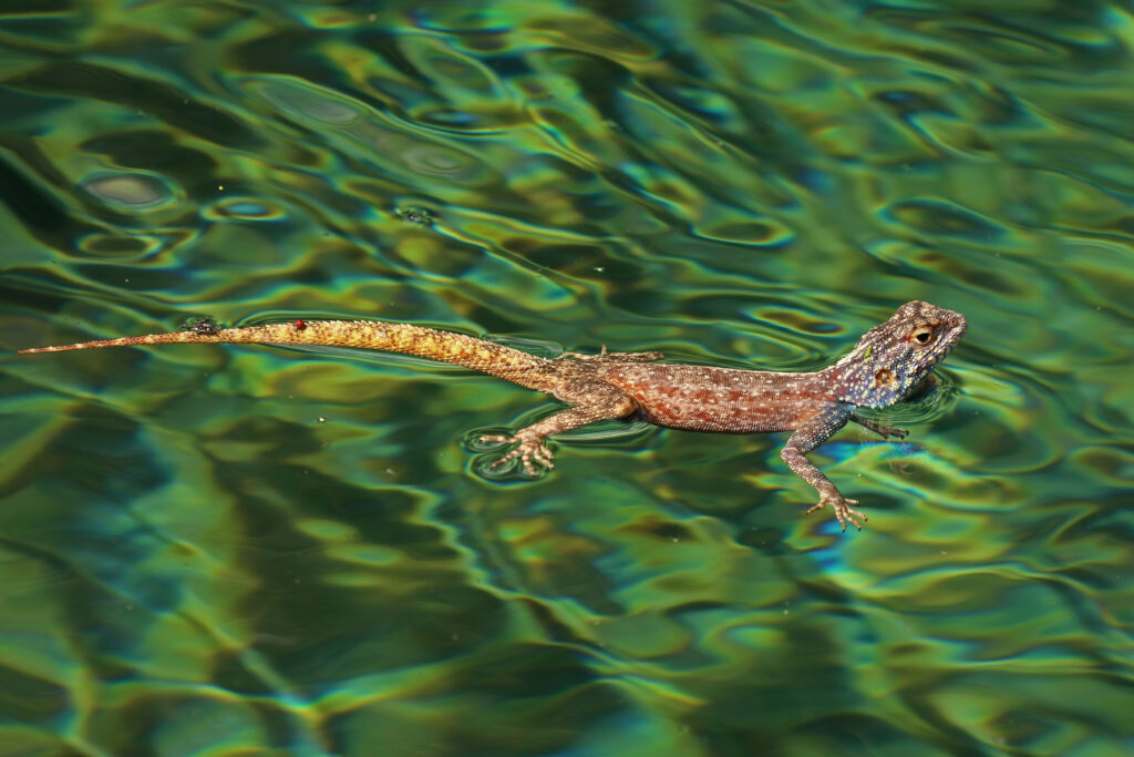 Vibrant Agama Lizard Over Shimmering Water - Stunning Background Wallpaper