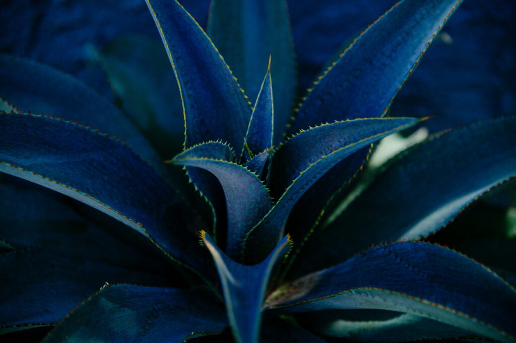 Vibrant Aloe Plant Close-Up: Spiky Textured Leaves Wallpaper