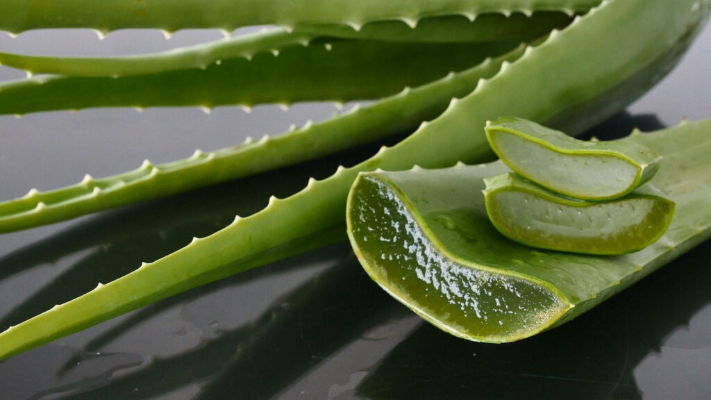 Vibrant Aloe Vera Leaves: Fresh Green Texture Wallpaper Background
