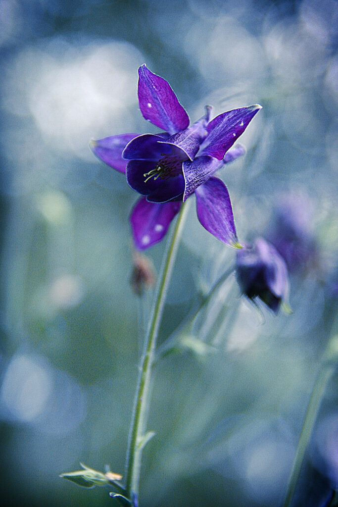 Vibrant Alpine Columbine Wallpaper: Captivating Nature Background
