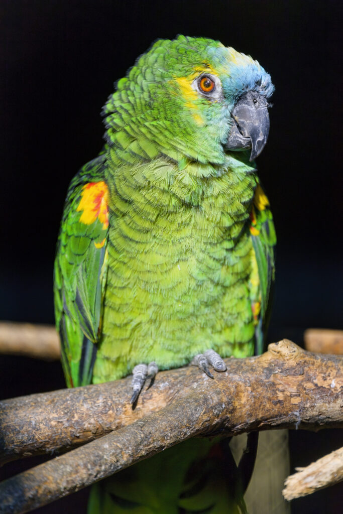 Stunning Amazon Parrot: Vivid Green Plumage Against Dark Background Wallpaper