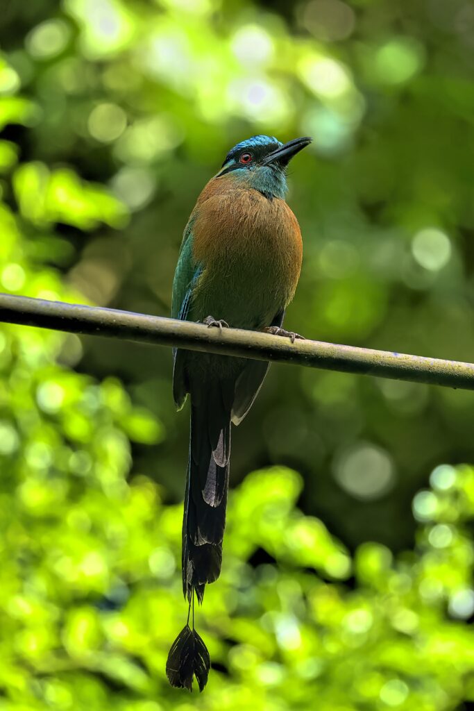 Vibrant Amazonian Motmot Wallpaper: Stunning Wildlife Background