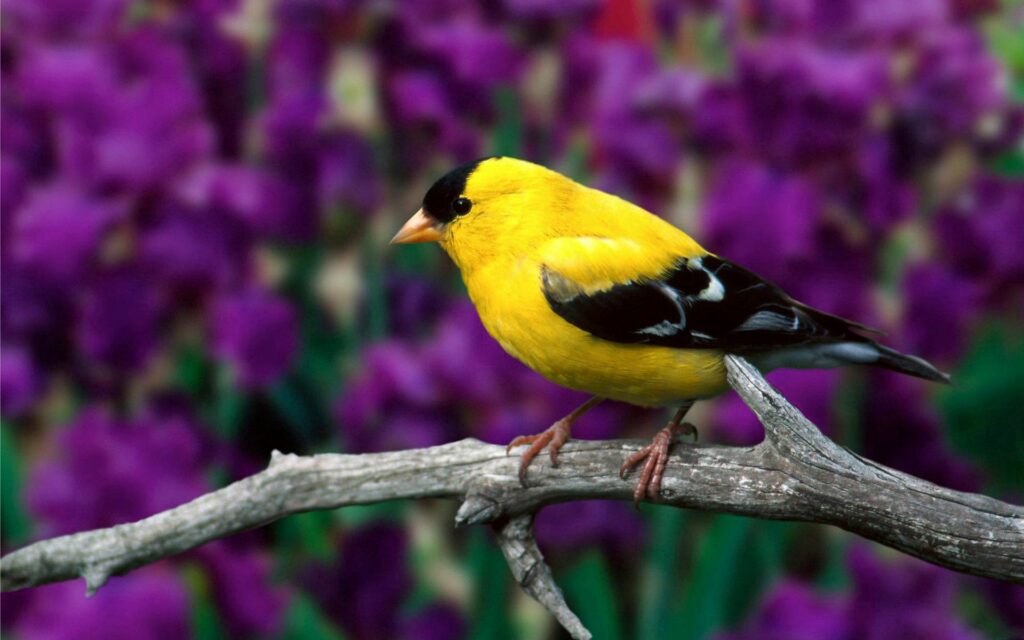 Vibrant American Goldfinch on Branch Amid Colorful Flowers & Greenery Wallpaper