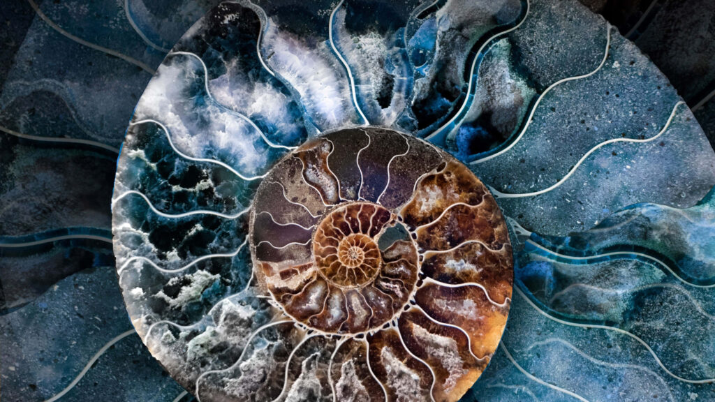 Artistic ammonite fossil wallpaper with intricate spiral patterns and vibrant natural colors