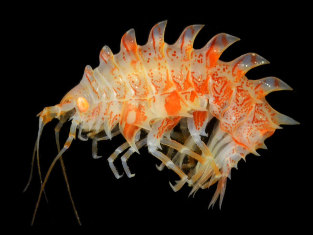 Vibrant wallpaper of an orange patterned amphipod with spiny body in natural aquatic habitat