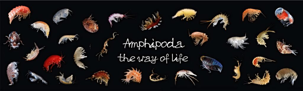 Colorful diverse amphipod species on black background with Amphipoda the way of life text wallpaper