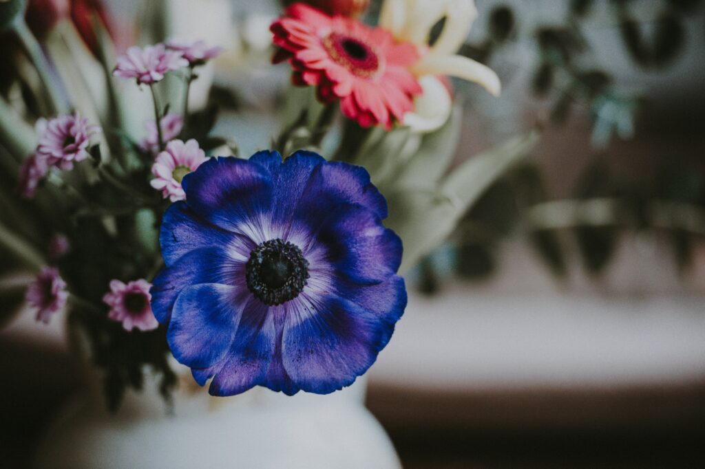 Vibrant Floral Wallpaper: Rich Anemone & Soft Focus Flowers