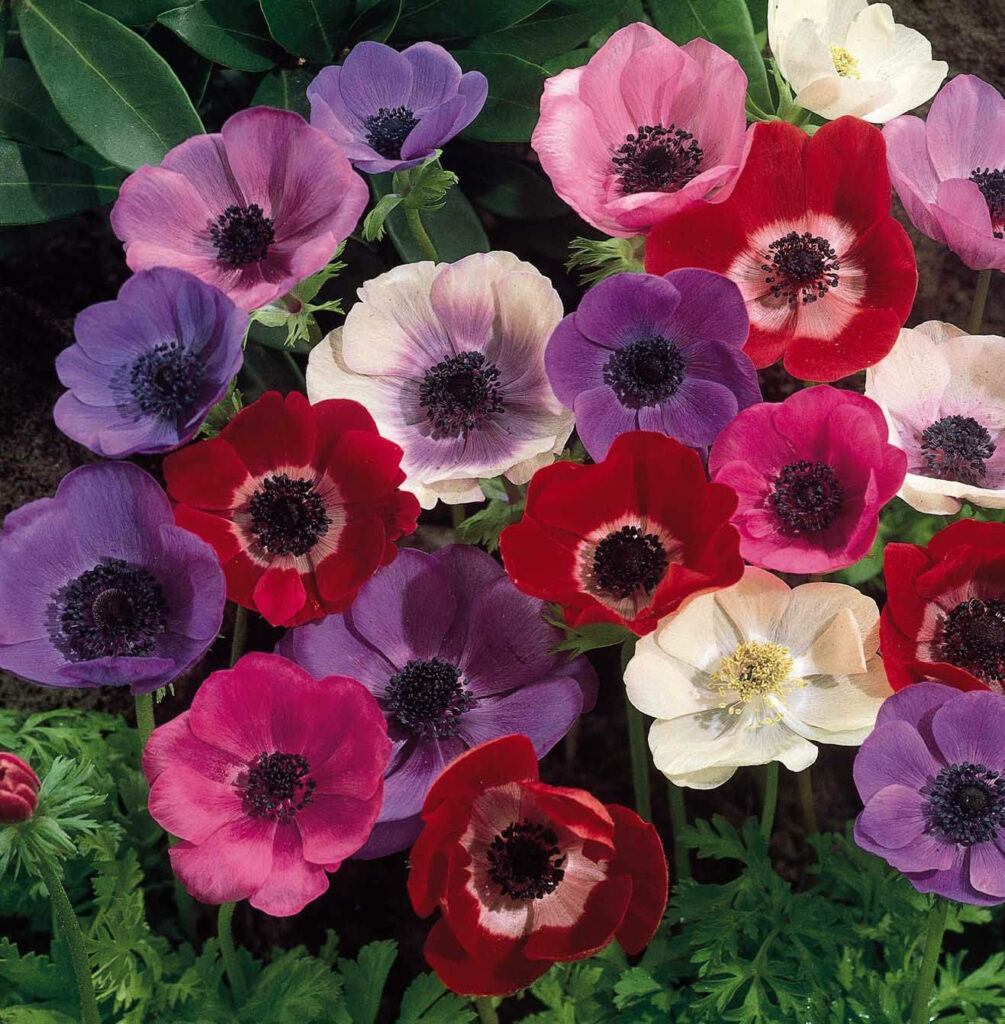 Vibrant Anemone Flower Wallpaper: Lush Colors for Bright Spaces