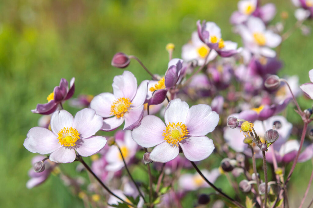 Vibrant Lavender Anemone Flowers on Lush Green Wallpaper Background
