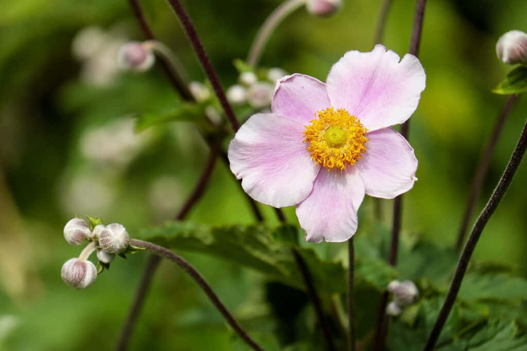 Vibrant Anemone Flower Wallpaper: Pink Petals & Green Background