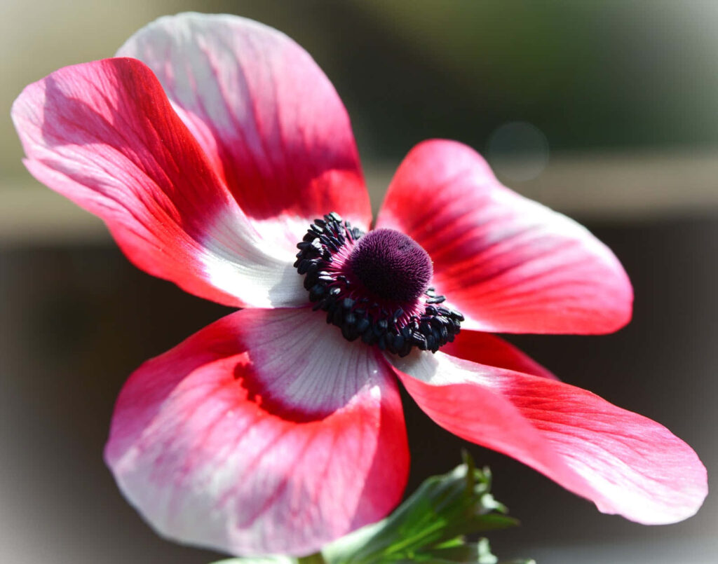 Sunlit Vibrant Anemone Flower: Striking Red & White Beauty Wallpaper