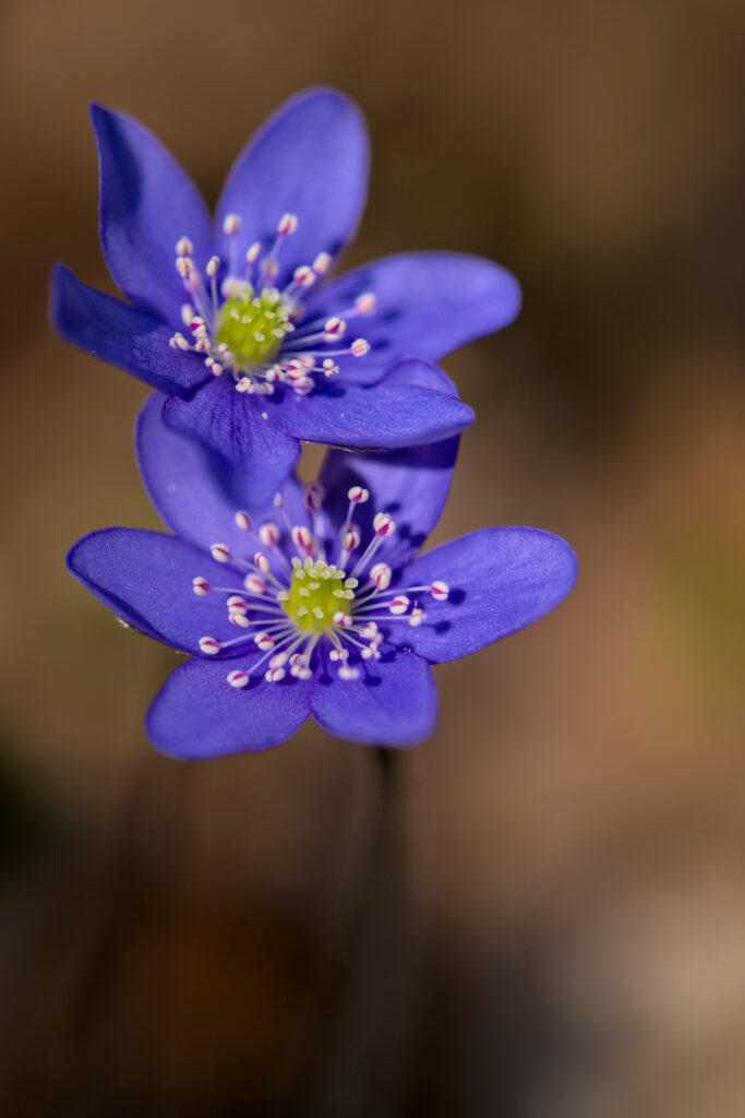 Vibrant Anemone Flowers Macro Wallpaper with Soft Spring Background