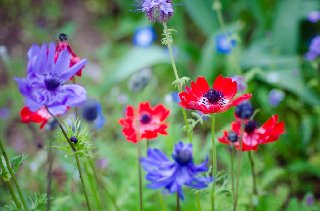 Vibrant Anemone Flowers in Bloom: Red & Purple Petals in Spring Garden Wallpaper