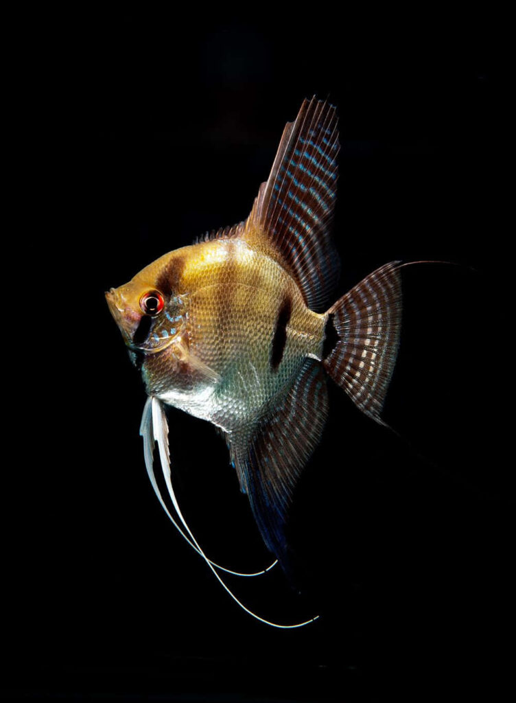 Stunning angelfish gliding through dark water with vibrant fins against black background wallpaper