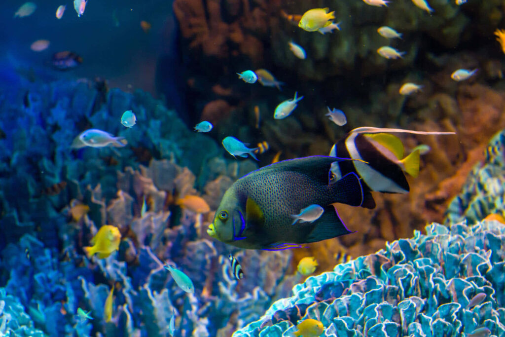Vibrant angelfish swimming among colorful coral reefs with tropical fish underwater scene Wallpaper
