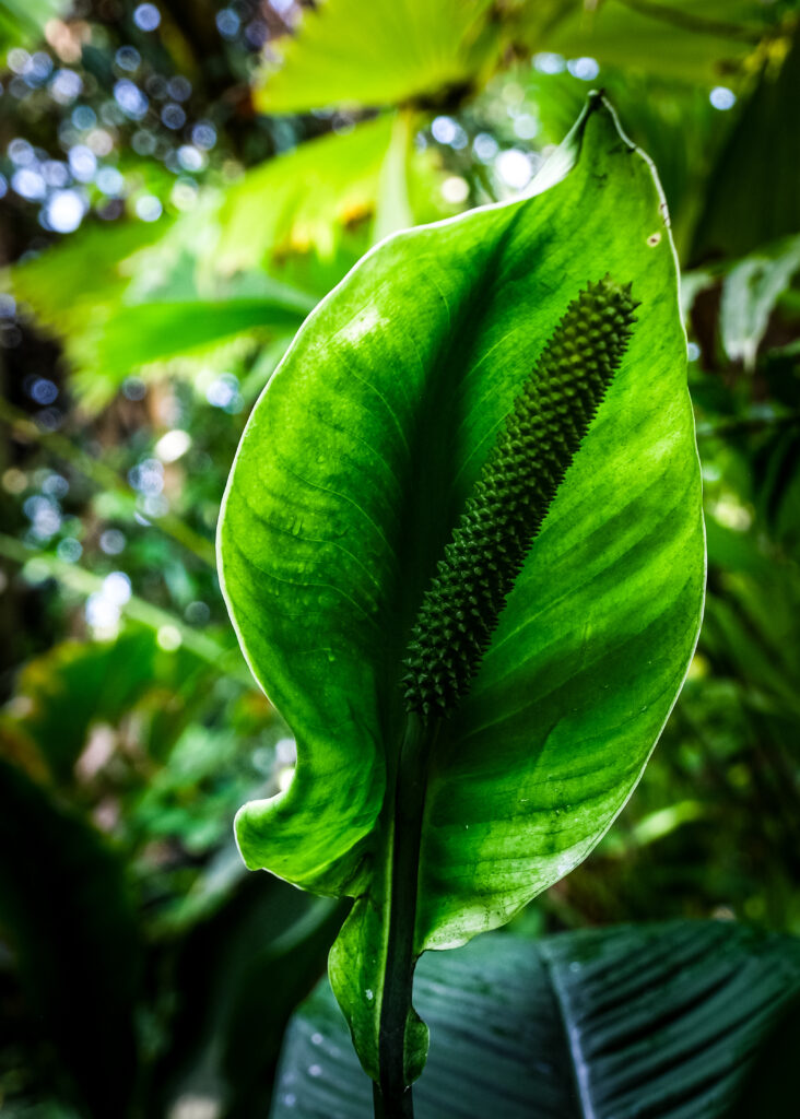 Vibrant Macro Anthurium Leaf | Tropical Wallpaper Background