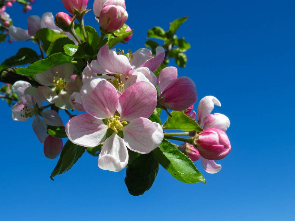 Beautiful Pink & White Apple Blossoms Wallpaper - Spring Orchard Background